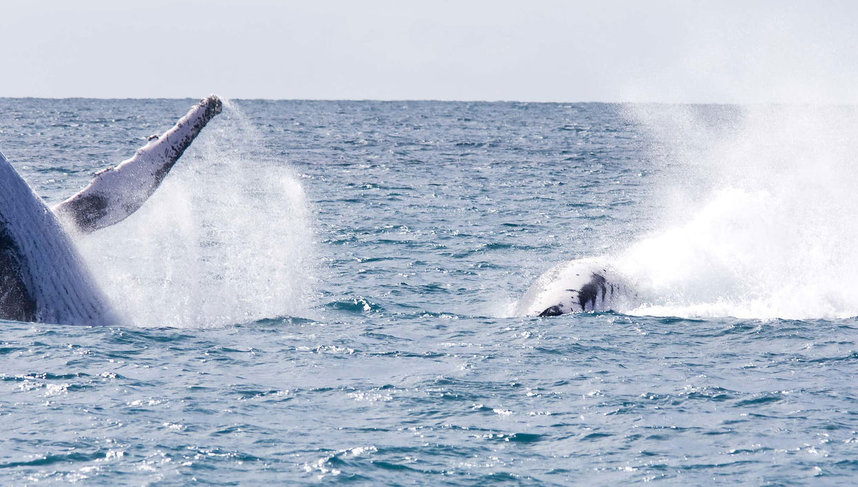 Observation des baleine autour de l'île de Boipeba