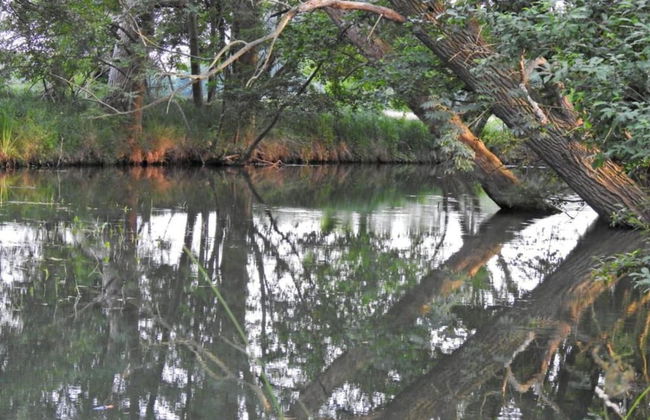 Waldblick Forest Retreat - Foto 29