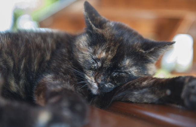 Agriturismo Bonello - Photo 49