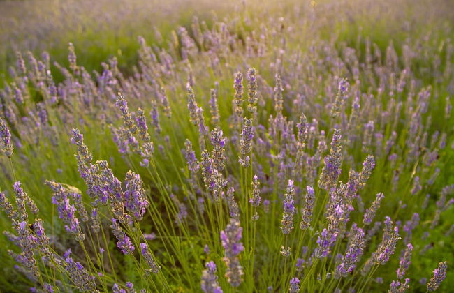 apartmani lavanda - Foto 3