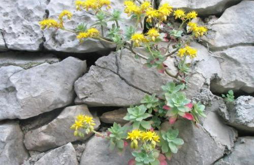 Apartments Baric - Foto 22