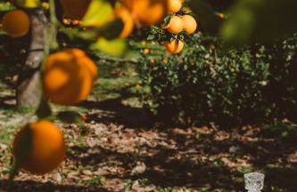 Agriturismo Villa Vittoria - Photo 24