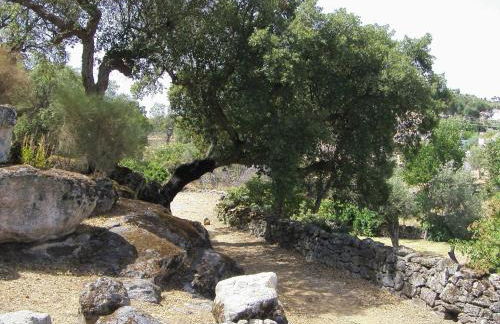 Flor da Ramila - Foto 20