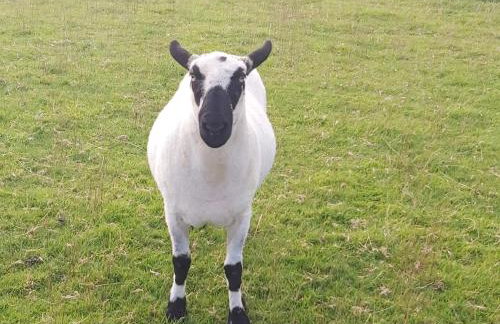 Cuckoo's Nest - Foto 20