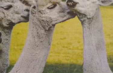 Zwei Seen Ferienhaus - Foto 47