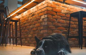 Landurlaub mit neugierigen Blicken in den Pferdestall, eingezäuntem Garten, Kamin und Sauna - Foto 29