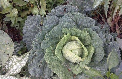 Kuća Za Odmor Barbara - Photo 48