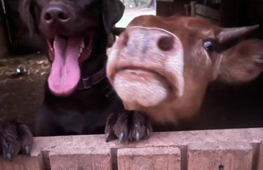 Farm Charm - Foto 14