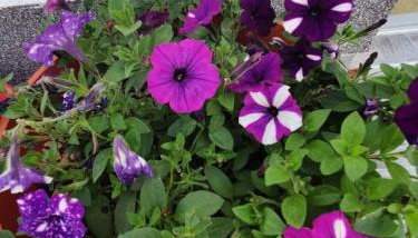 Apartment Rose - Foto 4