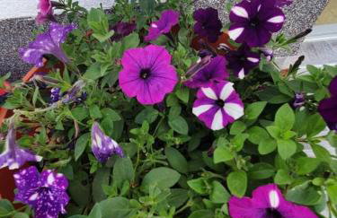 Apartment Rose - Foto 4