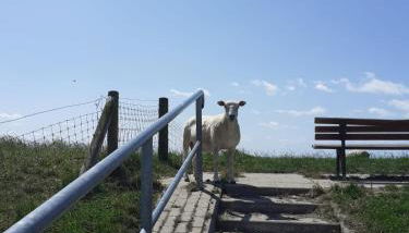 Ferienwohnung Friesenhaus - Photo 3