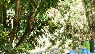 Alugo minha casa na floresta! - Foto 2