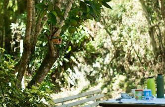 Alugo minha casa na floresta! - Foto 2