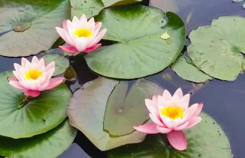 Billing Aquadrome ,3 bedrooms caravan - Photo 43