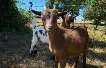 Gîte des champs étoilés - Photo 30