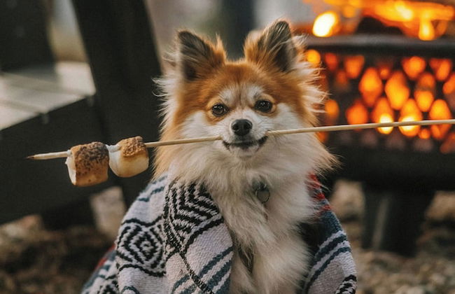 Postcard Cabins Dale Hollow, Outdoor Collection by Marriott Bonvoy - Photo 72