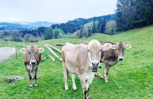 Landhaus Eibelesee - Foto 33