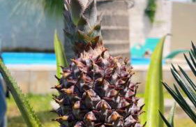 LINDO SOBRADO PERTINHO DA PRAIA - WiFi 600 MEGAS - Foto 10