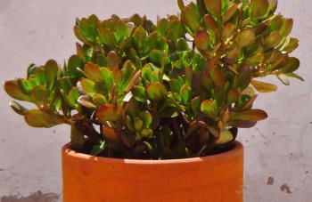 SUNNY HOUSE by Stay in Alentejo - Foto 46