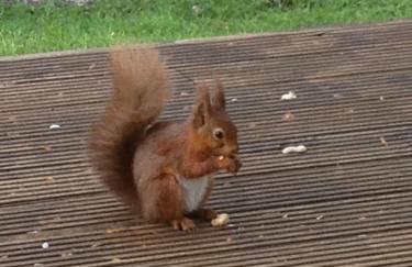 The Shack, Cally Avenue, Gatehouse of Fleet, Dumfries and Galloway, DG7 2 DH - Foto 28