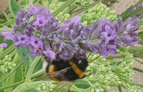 PURI FRANGIPANI Apartment - Foto 31