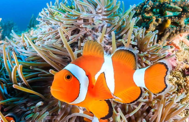 Livorno Aquarium Ticket - Foto 2