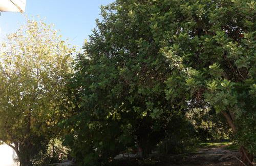 JB - Monte João Moleiro With Shared Pull - Photo 78