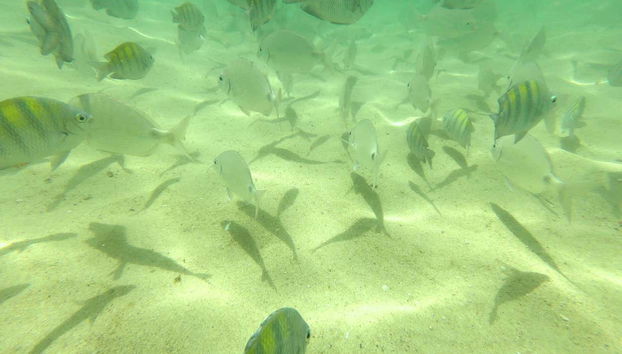Snorkeling alla spiaggia di Sepultura + Bombinhas - Foto 4