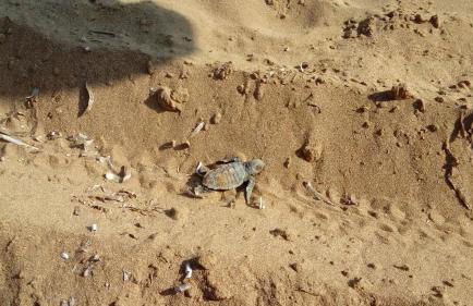 Alekos Beach Houses - Alekos Beach Complex - Photo 112