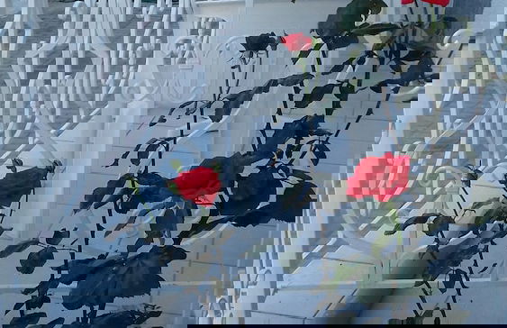 Sun Helios Garden Studios - Foto 7