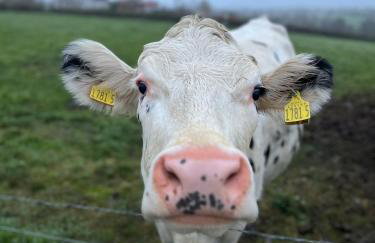 Olivia-Leigh Cottage - Foto 58