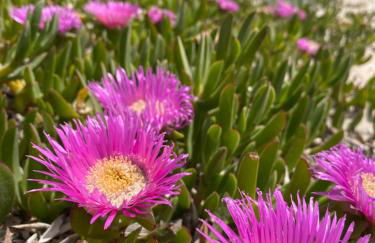 Casetta Marina Residence - Foto 29