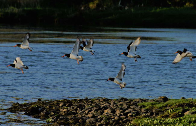 Balade en bateau dans la baie de Kenmare - Photo 7