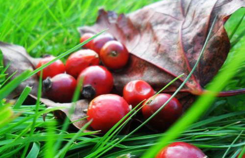 Landhaus Alpina - Foto 43