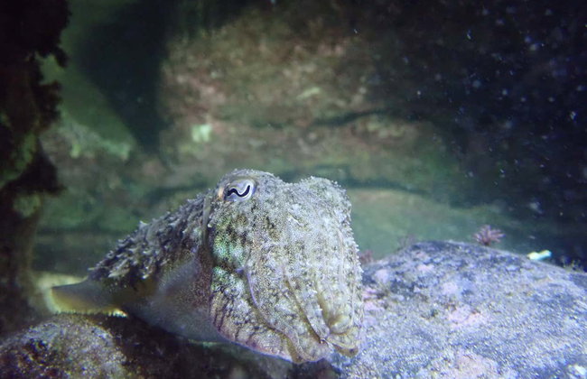 Snorkeling notturno nella spiaggia di Porto dos Frades - Foto 6