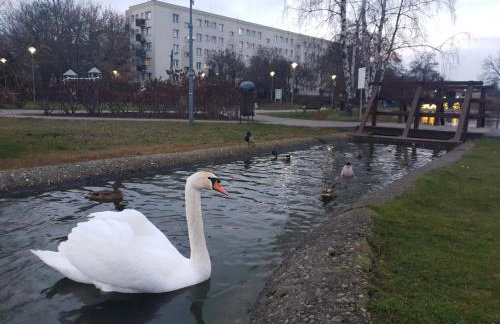 Widok na stawy - Foto 22