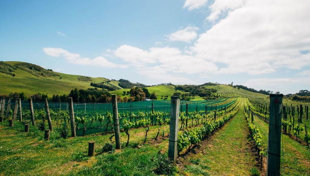 Autobús turístico Explorer en Waiheke - Foto 2