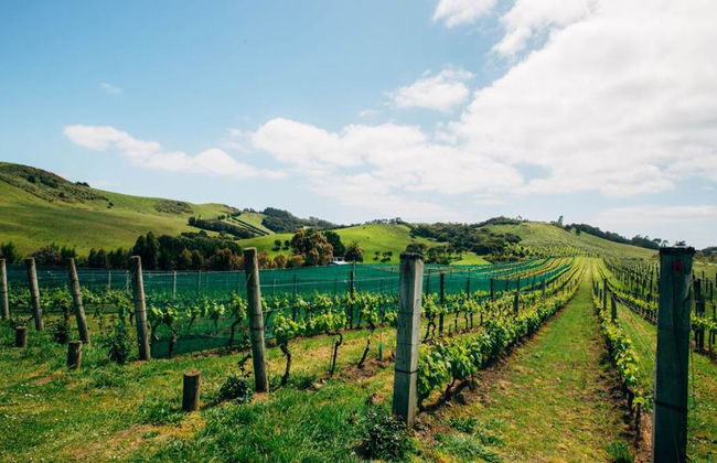 Autobús turístico Explorer en Waiheke - Foto 2