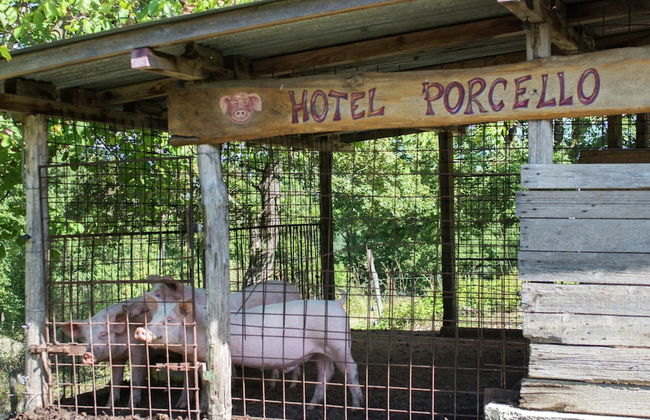 Holiday Home in Vicchio With Private Pool - Foto 36