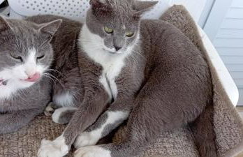 Wooden Summer House - Foto 43