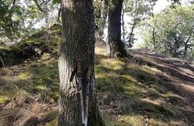 Ferienwohnung Moseltor - Foto 45