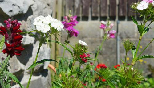 Ty Clyd - Photo 3, Garden