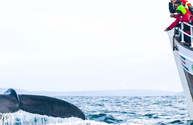 Avistamiento de ballenas y frailecillos - Photo 1