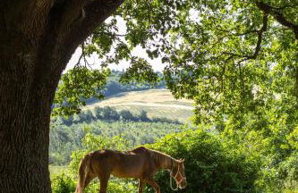 Agriturismo Molino Nuovo - Foto 45