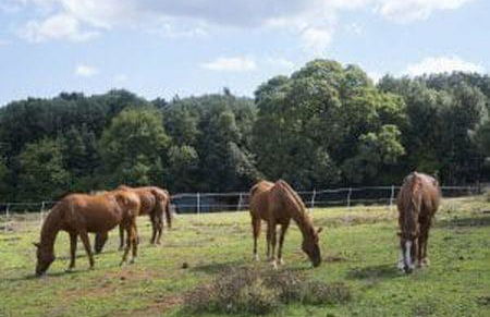 Agriturismo Poggio ai Legni - Foto 14
