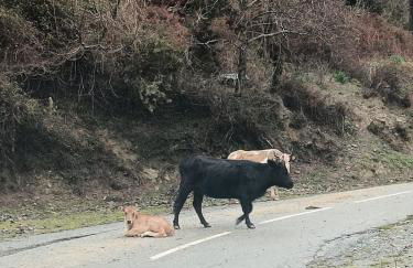Appartement dans le coeur de Sartène, la plus corse des villes corses - Foto 15