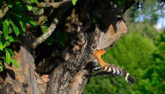 Casa Rural El Corralino - Foto 4