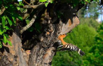 Casa Rural El Corralino - Foto 4