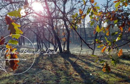 Ninho Bico-de-Lacre ~ o paraíso é a/na Terra - Foto 46