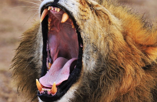 Ol Bobongi House - Foto 21